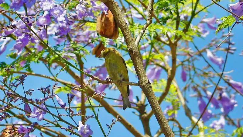 Jacarandas bajo la alerta naranja: La primavera más fría en la CDMX [Fotorreportaje]